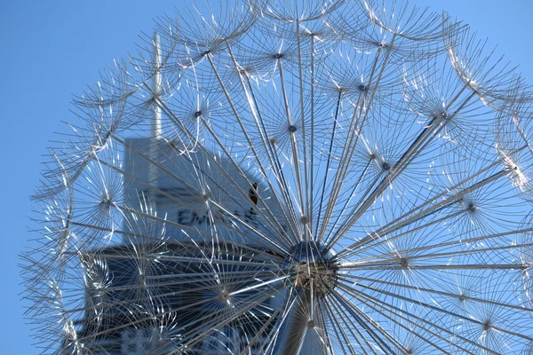 Dandelion Lights 2